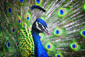 Fototapete Pfau Blauer Pfau bei der Balz  © Lincoln Rogers
