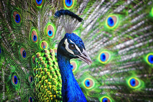 Portrait of a beautiful and colorful Blue Ribbon Peacock in full feather while it was trying to attract the attention of a nearby female.