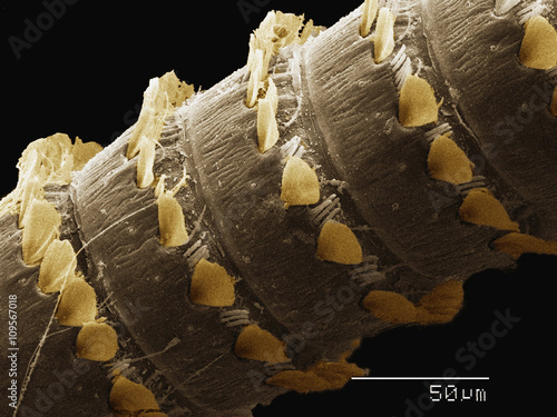 Coloured SEM of antenna of Plecoptera (Peltoperlidae) photo