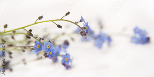 blue flowers on white background. forget me not flowers