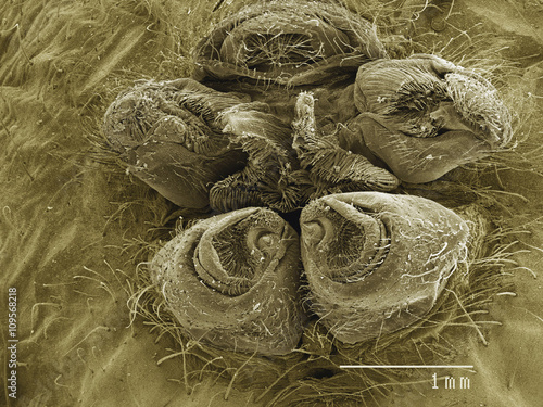Coloured SEM of spinnerettes, web making organ of orb weaver spider