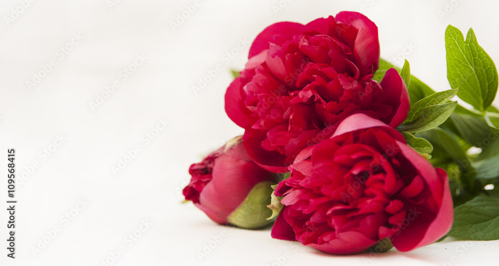 Red Peony. spring walpaper Stock Photo | Adobe Stock