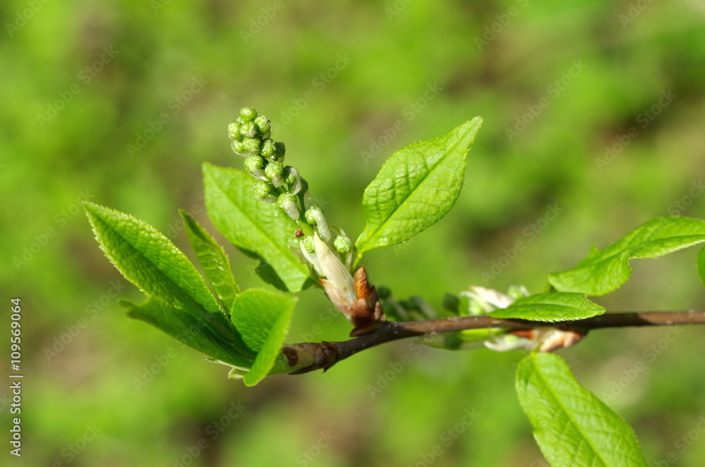 Blossoming branch of a bird cherry Blossoming branch of a bird cherry
