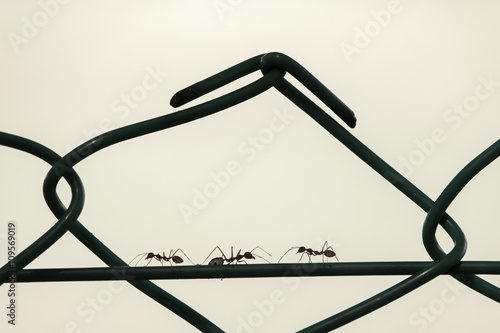 Traffic on Wire