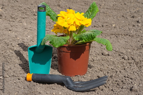 Primula vulgaris in pots with the tools for planting