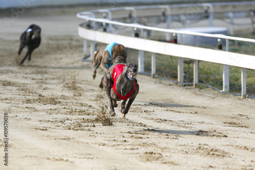 Young purebred greyhounds running on the race