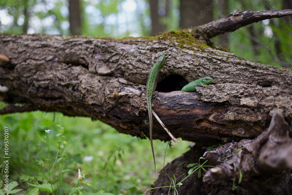 Lizard in nature sitting on a tree.