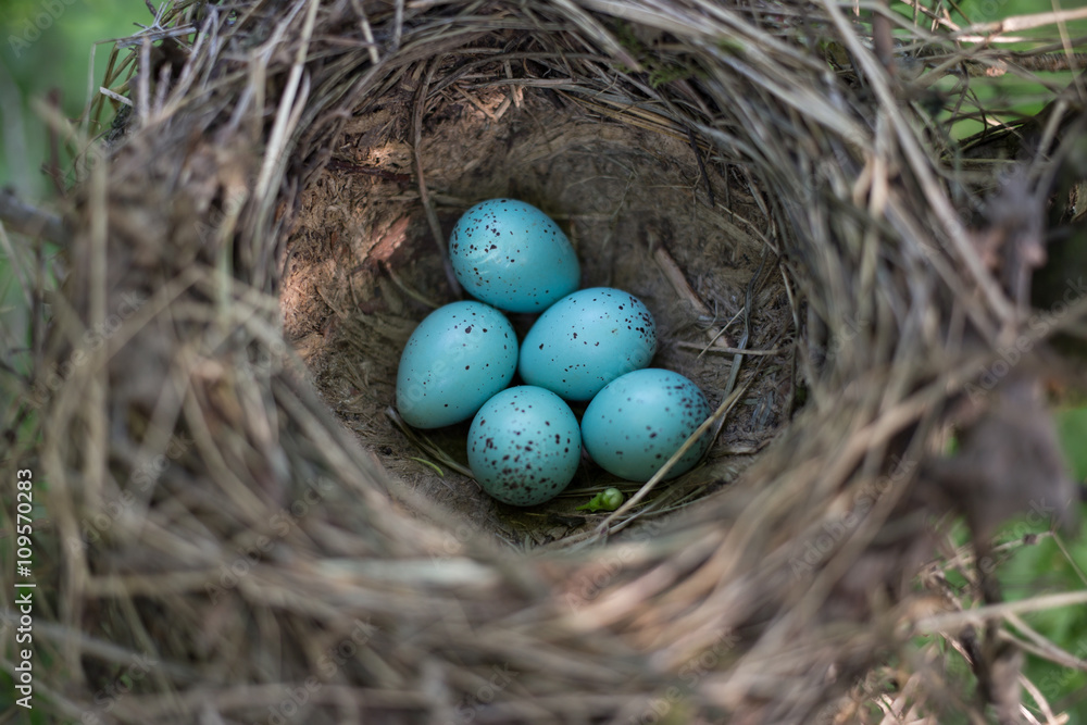 Bird's nest in natural habitat. Bird's nest in natural habitat.