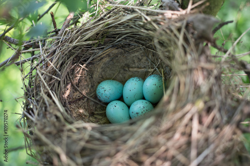 Bird's nest in natural habitat. 