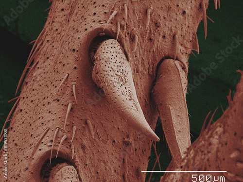 Coloured SEM of leg spurs of house cricket photo