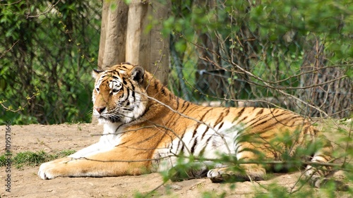Huge tiger laying