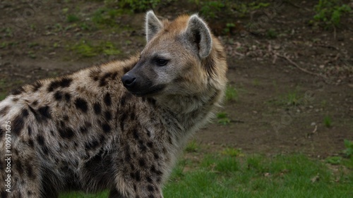 Hyena looking back