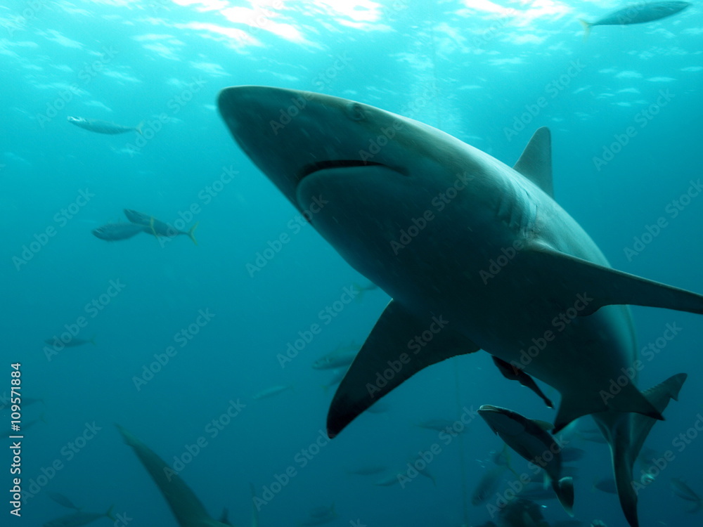 Naklejka premium Shark from bottom perspective