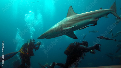Obraz na plátně Scuba divers and sharks