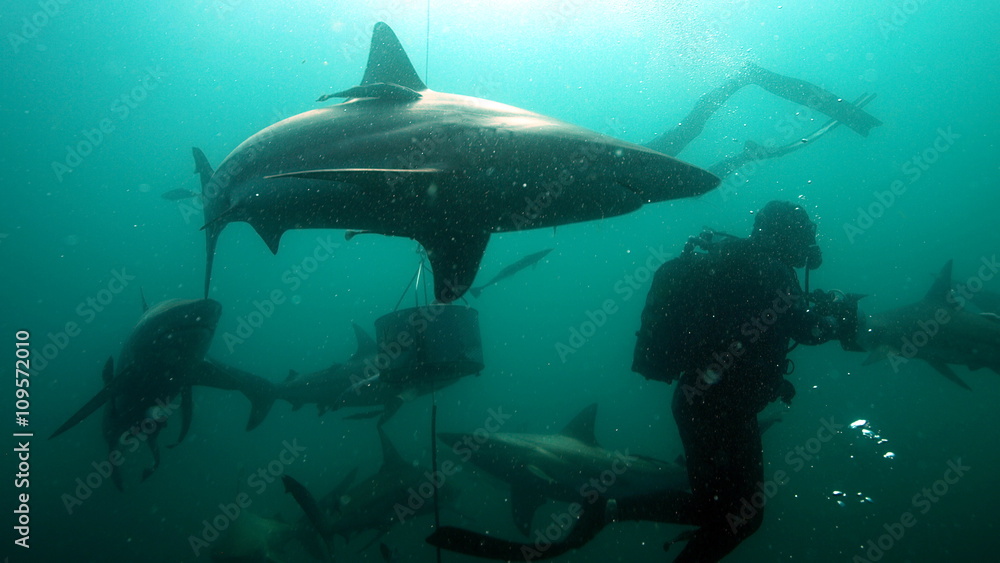 Brave diver near sharks Brave diver near sharks