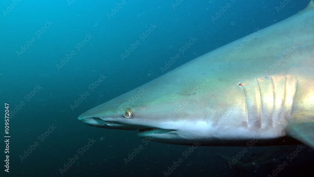 Naklejka premium Angry dark shark