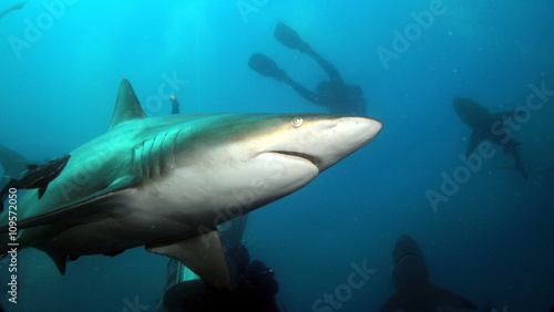 Gray shark in ocean © stonefy