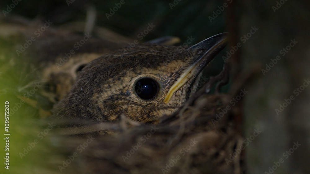 Obraz premium Solid black bird