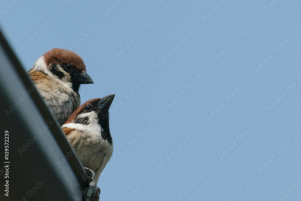 Naklejka premium 佇むスズメの夫婦