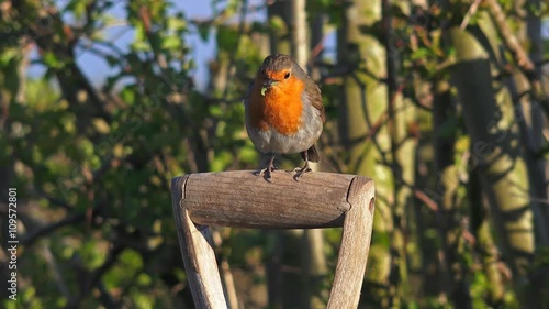 Red Robin bird on garden spade (with audio) - Staffordshire, England - May 2016
