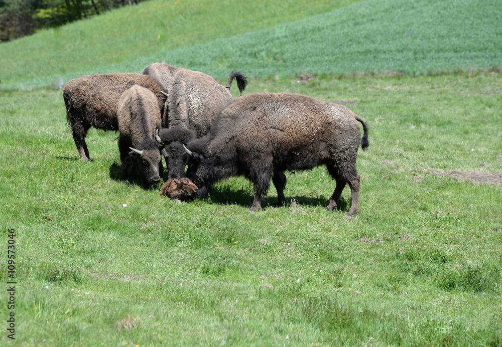 welcome, buffalos looking at a newborn calf welcome, buffalos looking at a newborn calf