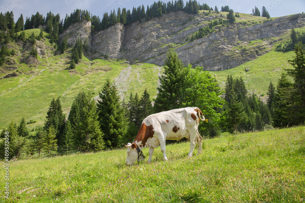 A white cow with yellows spots feeds on Alpine meadow in summertime