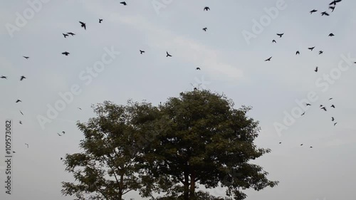 Crows flying away from a tree