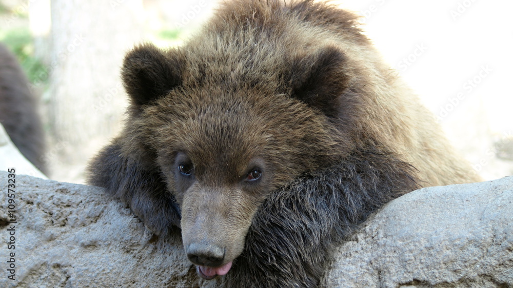 Obraz premium Leaning brown bear