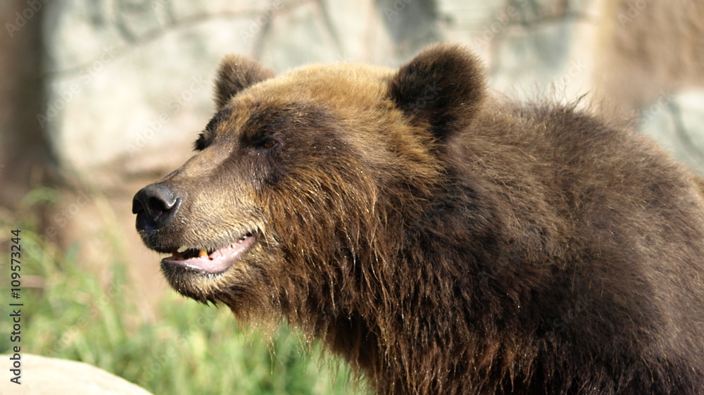 Laughing brown bear