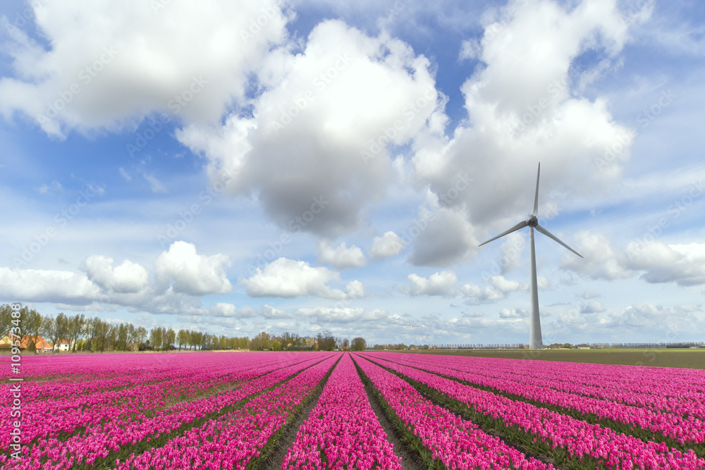Beautiful pure pink tulip flower farm at Flavoland at tbe North Est of Amsterdam, Netherlands