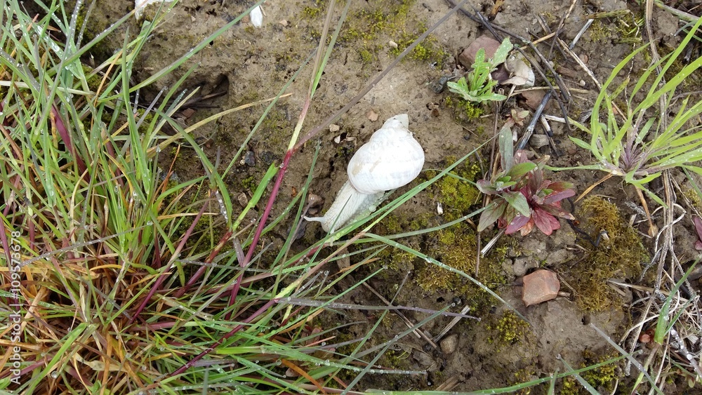 Escargot blanc Escargot blanc