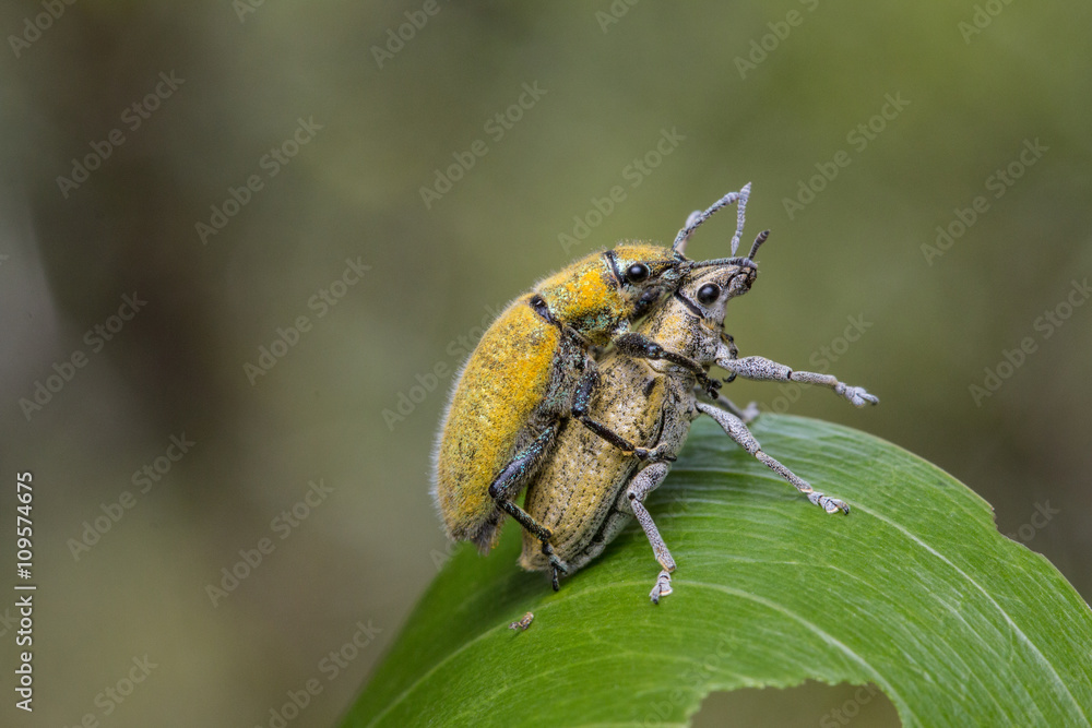 Gold Dust weevill on maiting , Gold-dust weevils' Fertilization. A Kind of Bugs or Insects Fertilization , Bugs Maiting Gold Dust weevill on maiting , Gold-dust weevils' Fertilization. A Kind of Bugs or Insects Fertilization , Bugs Maiting