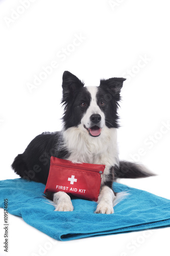 Border Collie Hund mit Erste Hilfe set © absolutimages