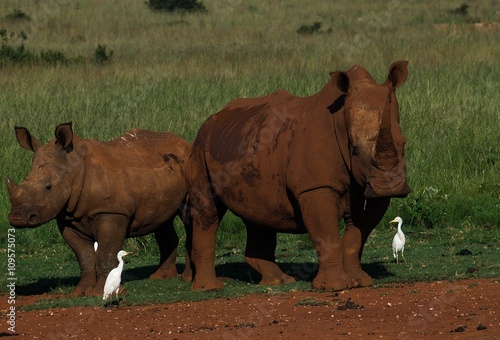 Black rhino couple