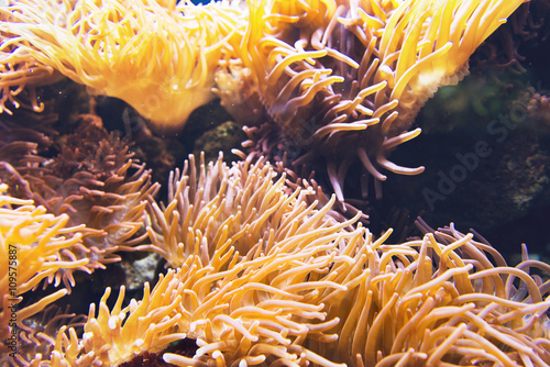 Large yellow sea anemone under water