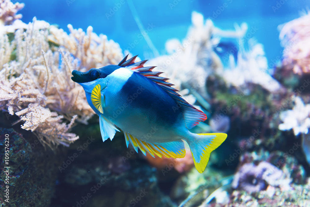 Ταπετσαρία Blue tropical fish in an aquarium