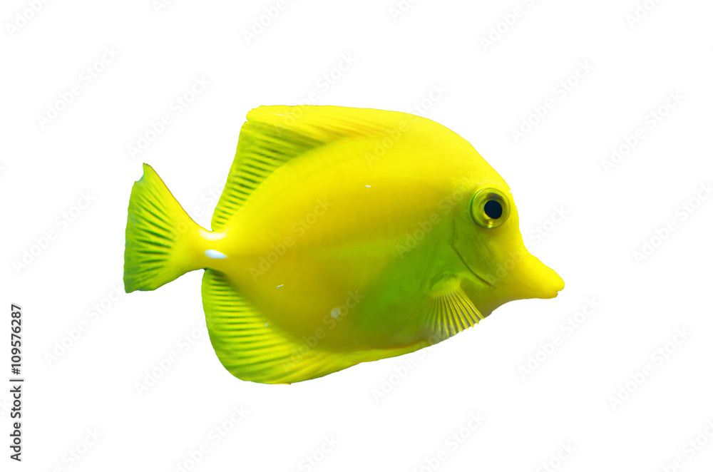 Naklejka premium Isolated brightly colored yellow tang fish