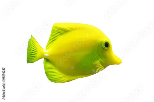 Obraz Isolated brightly colored yellow tang fish
