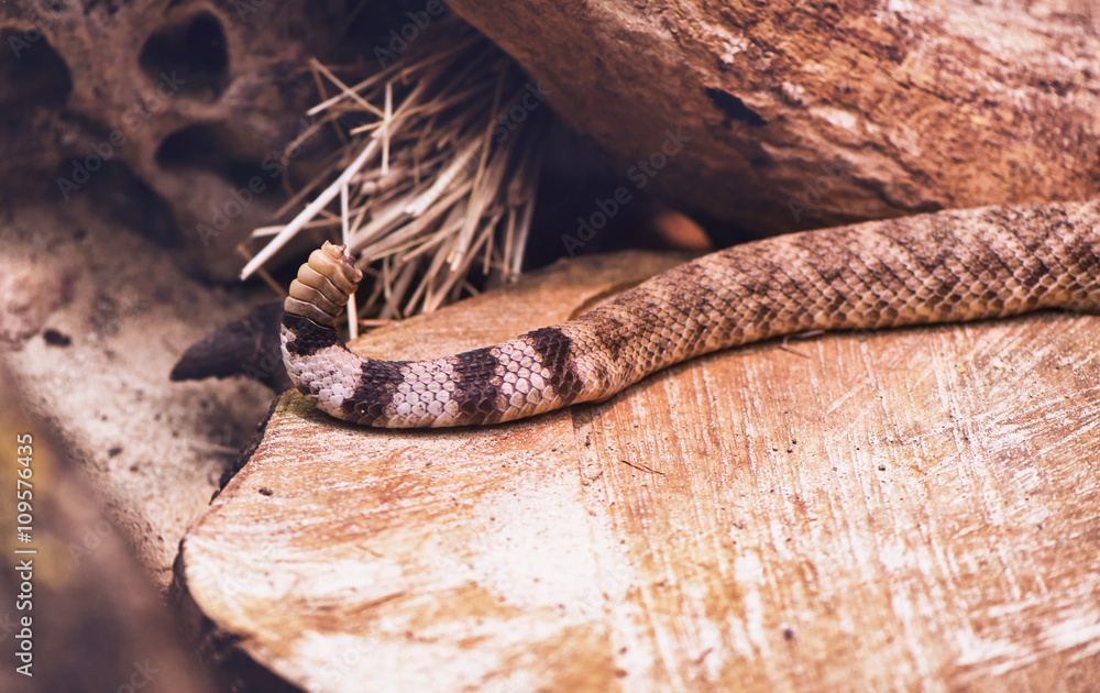 Naklejka premium Close up on the tail of a rattlesnake