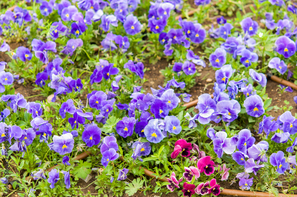 Naklejka premium violet flowers in garden