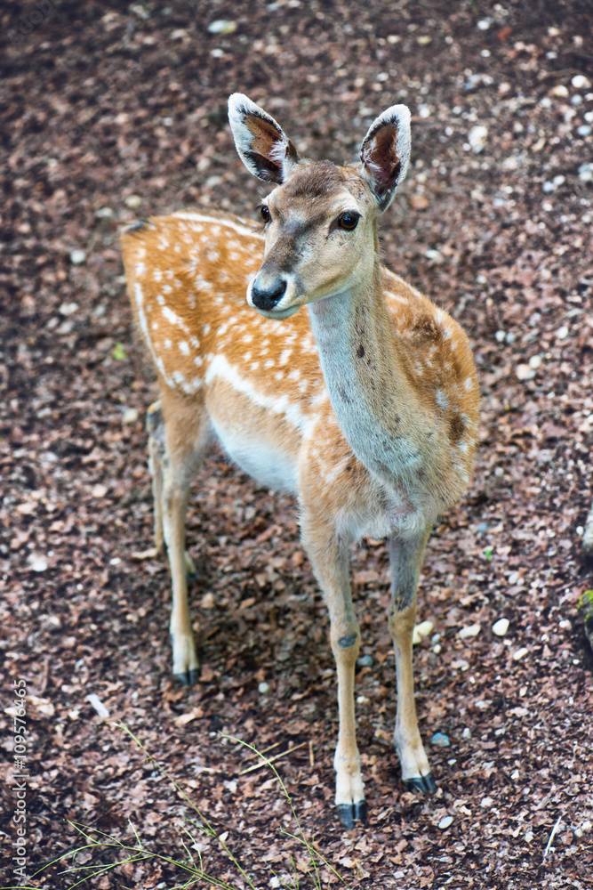 Alert pretty spotted sika deer Alert pretty spotted sika deer