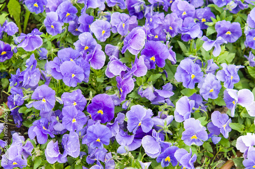 violet flowers in garden