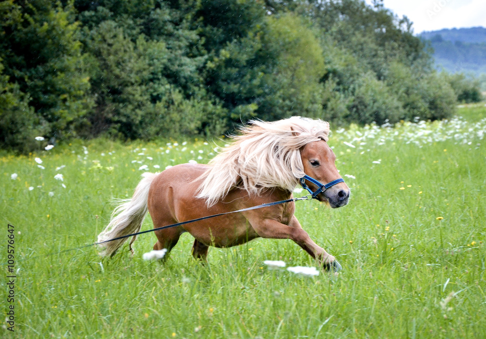 Pony horse on a leash is galloping on the meadow Pony horse on a leash is galloping on the meadow