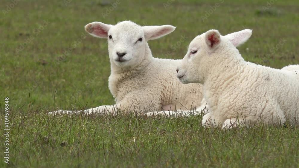 Zwei weiße Lämmer liegen auf der Wiese Zwei weiße Lämmer liegen auf der Wiese