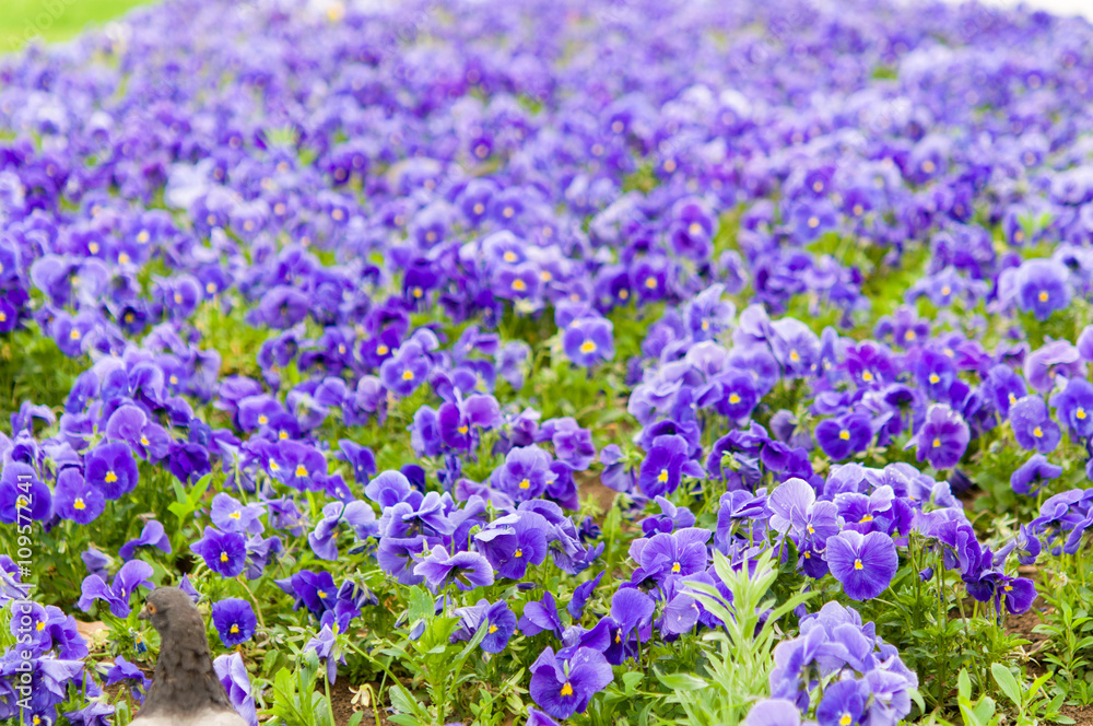 Naklejka premium violet flowers in garden
