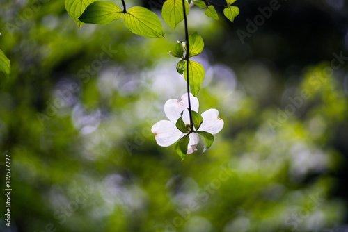 Dogwood flower（ Cornus florida）