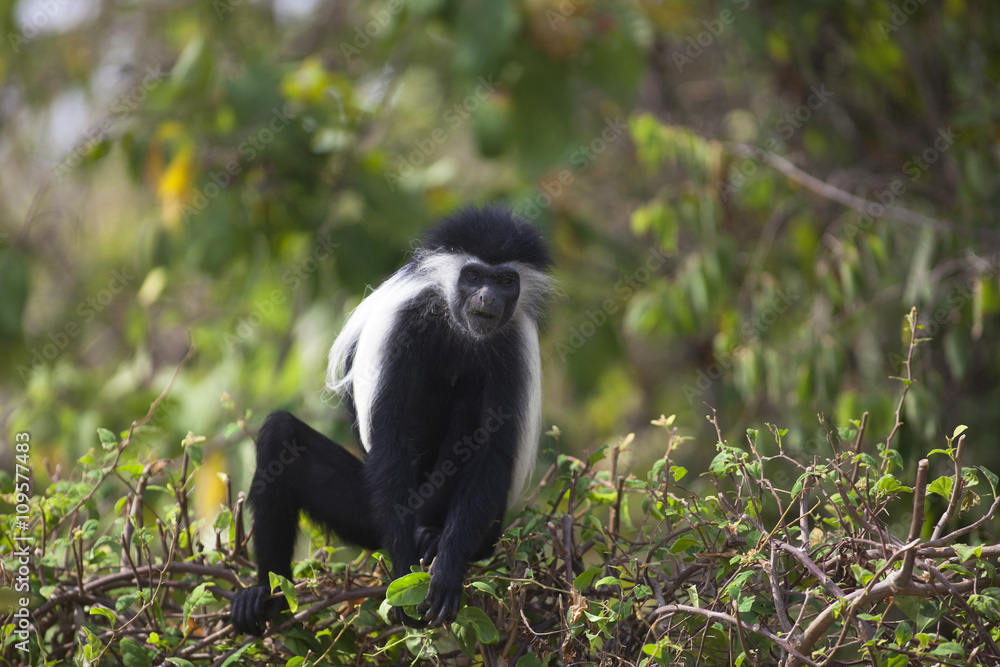 Obraz premium Colobus Monkey