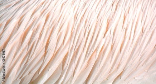 Textur rosa Federkleid - Ausschnitt Pelikan - 