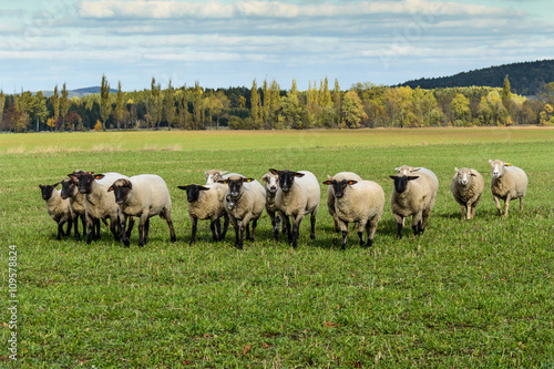Sheep flock under sun