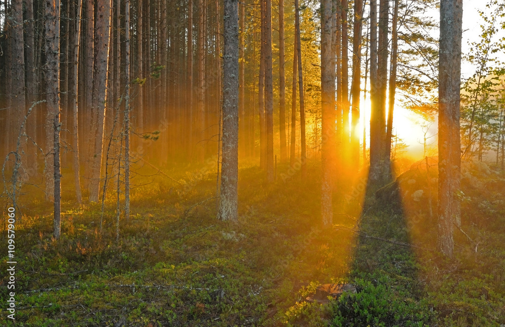 Fototapeta premium Zmierzch w jesień lesie